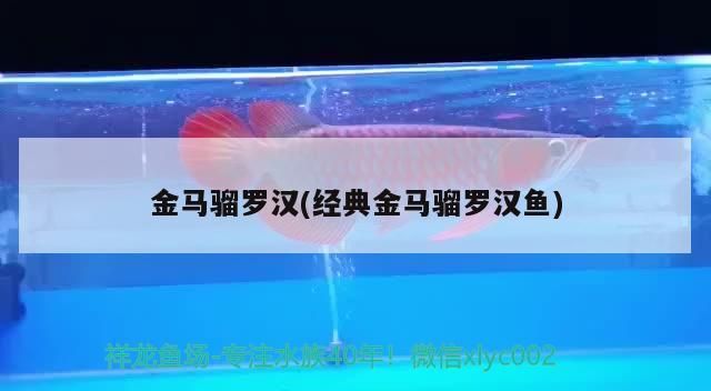 金馬騮羅漢(經典金馬騮羅漢魚)（羅漢魚的壽命有多久） 金馬騮羅漢(經典金馬騮羅漢魚)（羅漢魚的壽命有多久） 觀賞魚百科