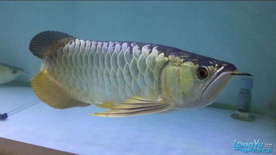 紫底金龍魚有哪些品種？（紫底金龍魚品種分類詳解zili）