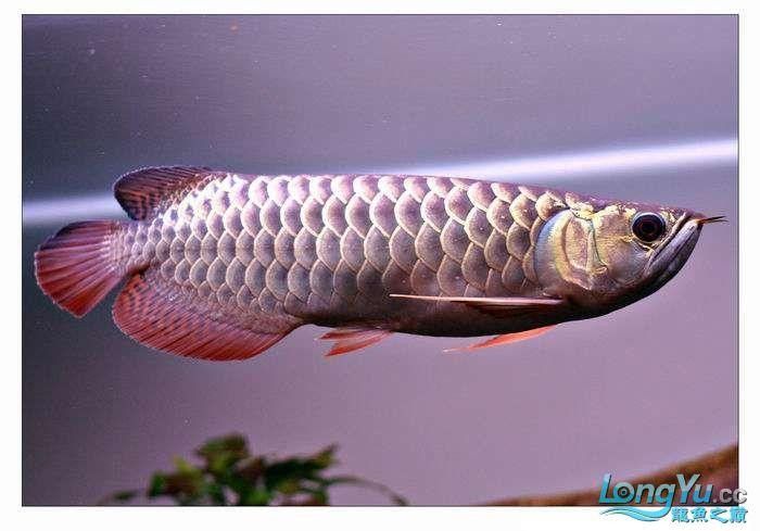 紫底金龍魚有哪些品種？（紫底金龍魚品種分類詳解zili）