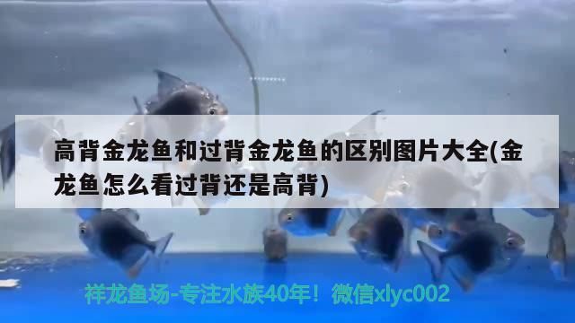 火龍魚能跟烏龜混在一起養嗎(火龍魚能跟烏龜混在一起養嗎)（過背金龍魚和高背金龍魚的區別圖片大全）