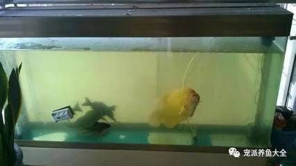 保定哪里賣魚缸便宜又好看實(shí)惠（保定哪里賣魚缸便宜又好看實(shí)惠的）（保定哪里賣魚缸便宜又好看實(shí)惠）