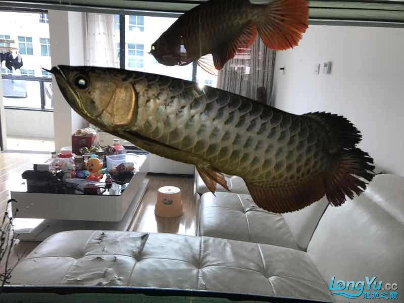 通遼觀賞魚市場僅加紅色或金色（通遼觀賞魚市場僅加紅色或金色，玉友一生都愛龍魚）