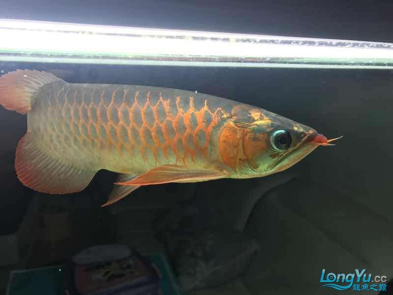 通遼觀賞魚市場僅加紅色或金色（通遼觀賞魚市場僅加紅色或金色，玉友一生都愛龍魚）
