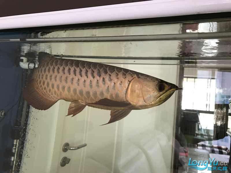 通遼觀賞魚市場僅加紅色或金色（通遼觀賞魚市場僅加紅色或金色，玉友一生都愛龍魚）