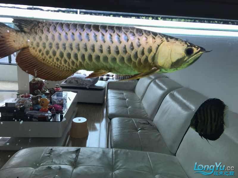 通遼觀賞魚市場僅加紅色或金色（通遼觀賞魚市場僅加紅色或金色，玉友一生都愛龍魚）