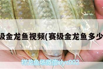 賽級金龍魚視頻(賽級金龍魚多少錢) 賽級金龍魚視頻(賽級金龍魚多少錢) 觀賞魚百科