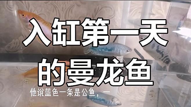 如何區(qū)分曼龍魚的雌雄？（如何辨別曼龍魚的性別）