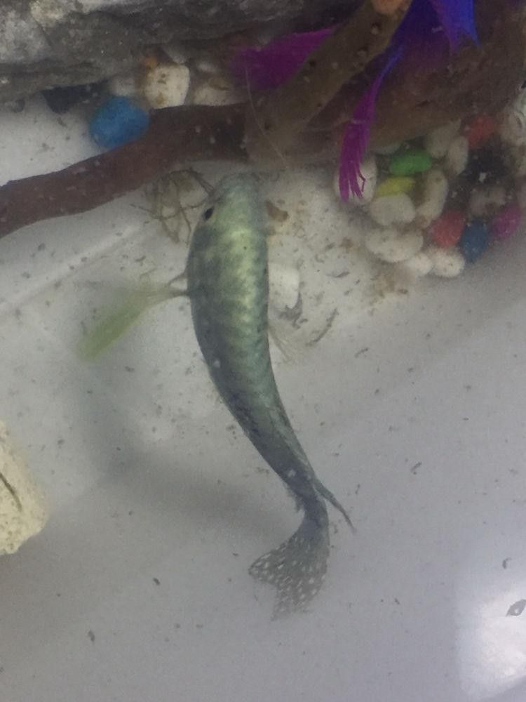 如何區(qū)分曼龍魚的雌雄？（如何辨別曼龍魚的性別）