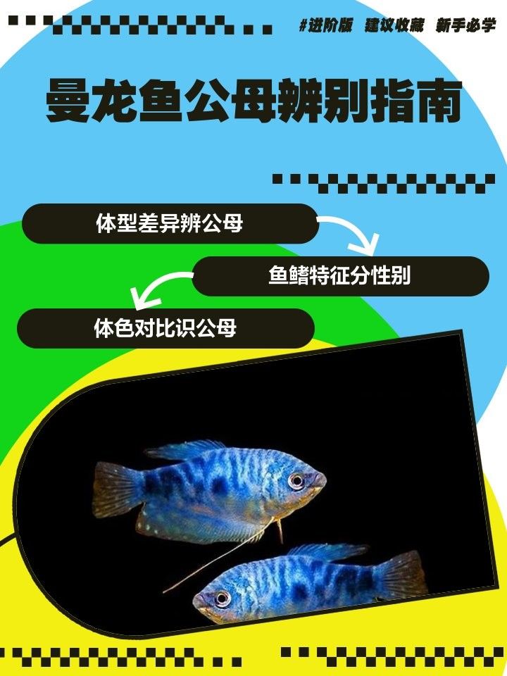 如何區(qū)分曼龍魚的雌雄？（如何辨別曼龍魚的性別）