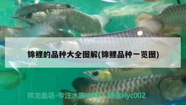 錦鯉的品種大全圖解(錦鯉品種一覽圖)（-錦鯉的品種大全圖解，錦鯉的品種大全圖解）