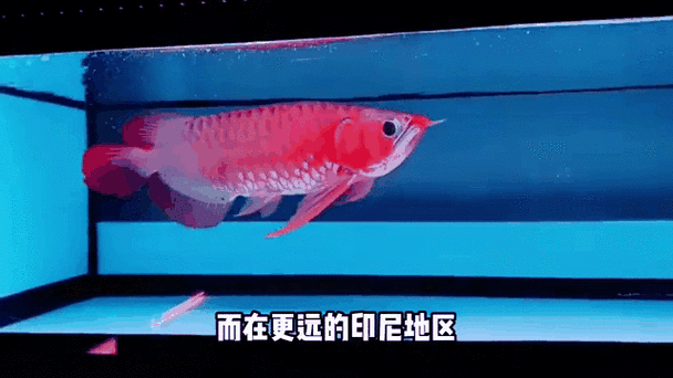 紅龍魚動態壁紙有哪些尺寸可選（如何自制紅龍魚動態壁紙？） 紅龍魚動態壁紙有哪些尺寸可選（如何自制紅龍魚動態壁紙？） 龍魚百科 第5張