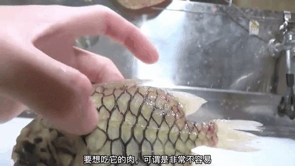 紅龍魚動態壁紙有哪些尺寸可選（如何自制紅龍魚動態壁紙？） 紅龍魚動態壁紙有哪些尺寸可選（如何自制紅龍魚動態壁紙？） 龍魚百科 第13張