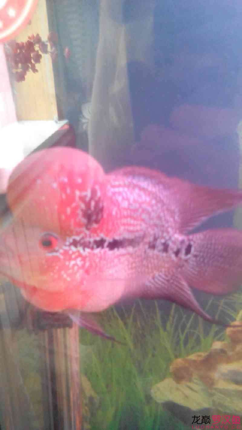 各位魚友看一下我這條馬騮還行嗎？到家不到兩個月剛到時比這小（馬騮到家兩個月成長觀察）