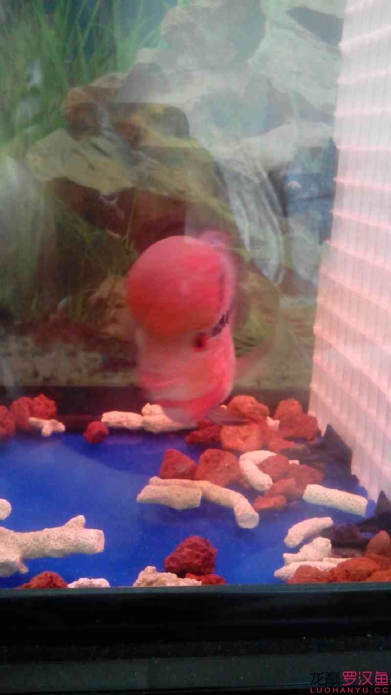 銀龍魚眼睛凹陷多久會恢復(fù)？（銀龍魚的眼睛凹陷多久能恢復(fù)） 銀龍魚眼睛凹陷多久會恢復(fù)？（銀龍魚的眼睛凹陷多久能恢復(fù)） 龍魚百科 第2張