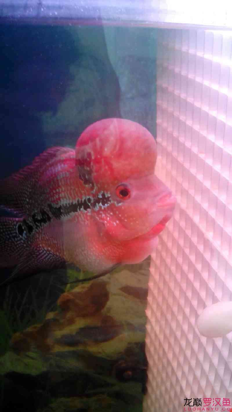 各位魚友看一下我這條馬騮還行嗎？到家不到兩個月剛到時比這小（馬騮到家兩個月成長觀察）