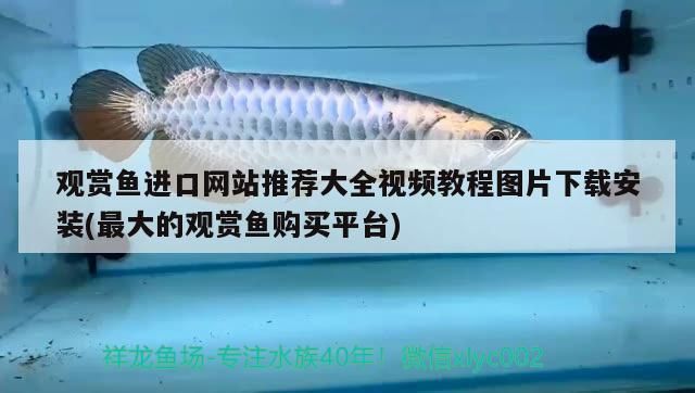 觀賞魚進口網站推薦大全視頻教程圖片下載安裝(最大的觀賞魚購買平臺)（觀賞魚進口網站推薦大全）