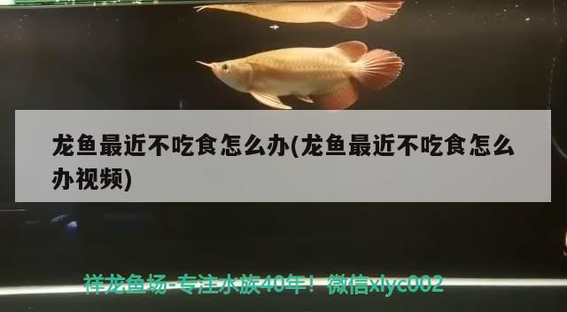 龍魚最近不吃食怎么辦(龍魚最近不吃食怎么辦視頻)（龍魚最近不吃食怎么辦） 龍魚最近不吃食怎么辦(龍魚最近不吃食怎么辦視頻)（龍魚最近不吃食怎么辦） 觀賞魚百科