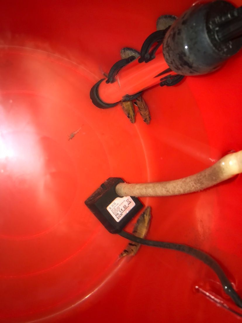 抓蝦（三魚居士，小心寄生蟲）