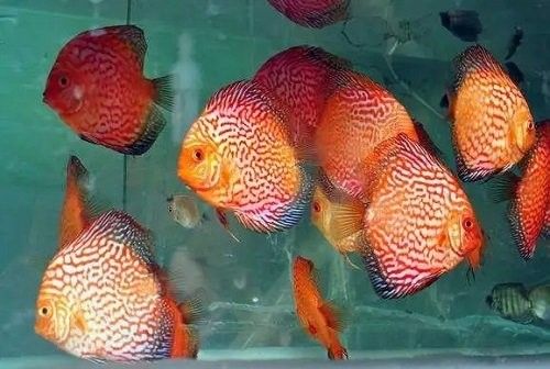 七彩龍魚對水質變化敏感嗎？（七彩神仙魚竟能“變色”背后隱藏的秘密你知道嗎）