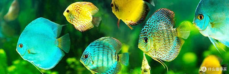 七彩龍魚對水質變化敏感嗎？（七彩神仙魚竟能“變色”背后隱藏的秘密你知道嗎）
