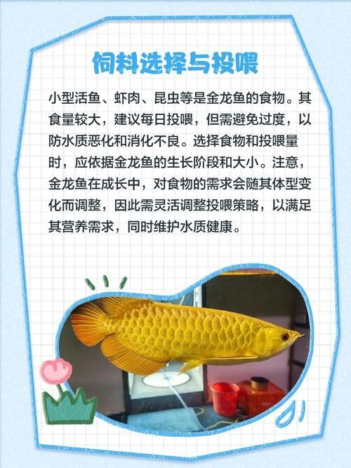 金龍魚多久喂一次（金龍魚喂食頻率的取決因素） 金龍魚多久喂一次（金龍魚喂食頻率的取決因素） 龍魚百科 第8張