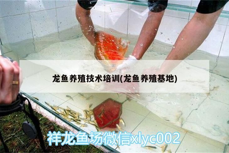 詳細閱讀:龍魚養殖技術培訓(龍魚養殖基地)(龍魚養殖技術培訓) 龍魚養殖技術培訓(龍魚養殖基地)(龍魚養殖技術培訓)