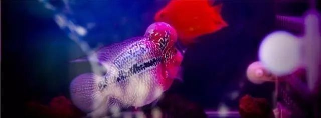 多久清洗一次濾材？（養魚大全魚缸濾材清洗頻率大揭秘）