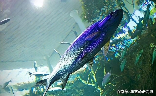 龍魚側游多久需要關注（如何判斷龍魚側游是否由疾病引起？） 龍魚側游多久需要關注（如何判斷龍魚側游是否由疾病引起？） 龍魚百科 第4張