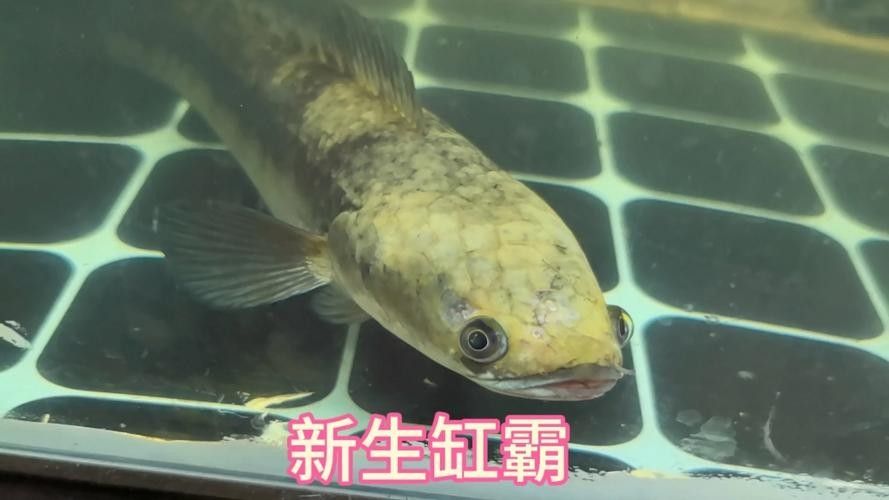 給我一些黑摩神雷龍魚的照片（關于黑摩神雷龍魚的一些小知識）