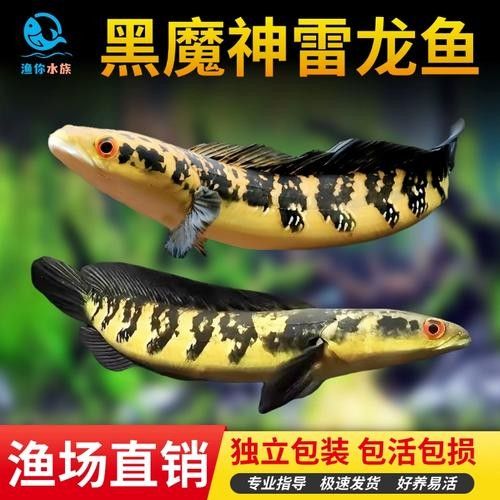 給我一些黑摩神雷龍魚的照片（關于黑摩神雷龍魚的一些小知識）