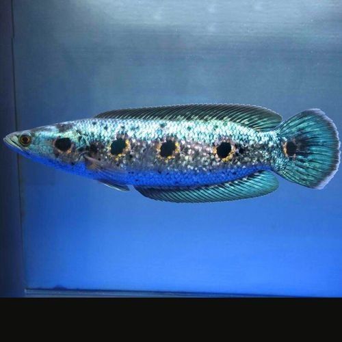 給我一些黑摩神雷龍魚的照片（關于黑摩神雷龍魚的一些小知識）