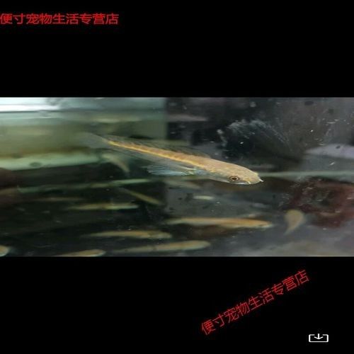 給我一些黑摩神雷龍魚的照片（關于黑摩神雷龍魚的一些小知識）