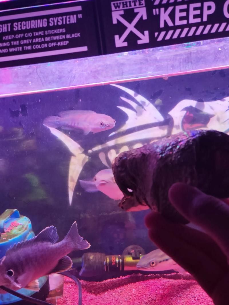 給我一些黑摩神雷龍魚的照片（關于黑摩神雷龍魚的一些小知識）