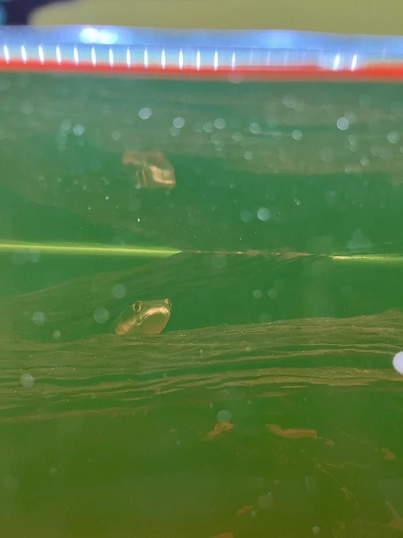 給我一些黑摩神雷龍魚的照片（關于黑摩神雷龍魚的一些小知識）