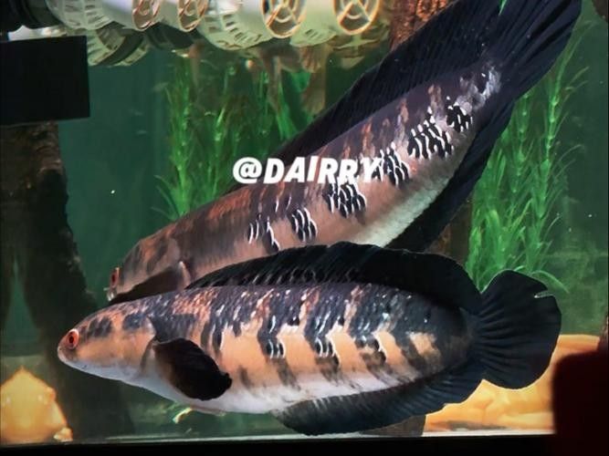 給我一些黑摩神雷龍魚的照片（關于黑摩神雷龍魚的一些小知識）