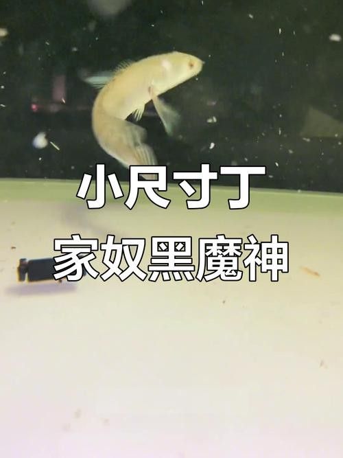 給我一些黑摩神雷龍魚的照片（關于黑摩神雷龍魚的一些小知識）