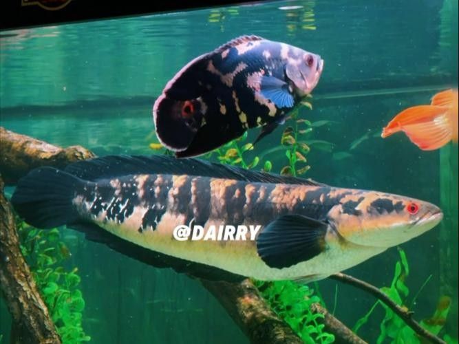 給我一些黑摩神雷龍魚的照片（關于黑摩神雷龍魚的一些小知識）