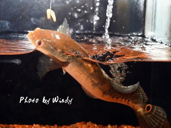 給我一些黑摩神雷龍魚的照片（關于黑摩神雷龍魚的一些小知識）