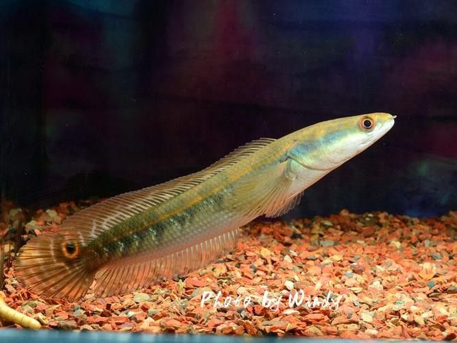 給我一些黑摩神雷龍魚的照片（關于黑摩神雷龍魚的一些小知識）
