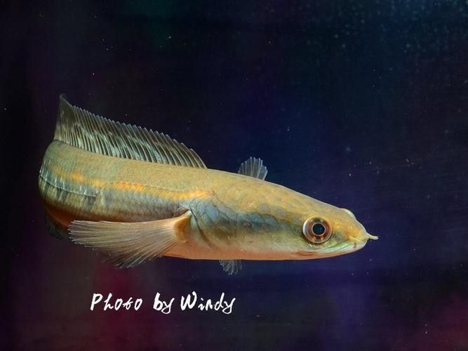 給我一些黑摩神雷龍魚的照片（關于黑摩神雷龍魚的一些小知識）