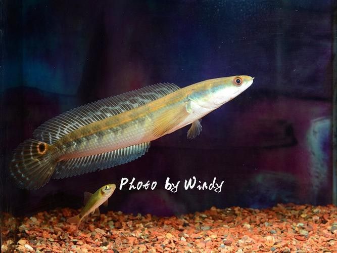 給我一些黑摩神雷龍魚的照片（關于黑摩神雷龍魚的一些小知識）