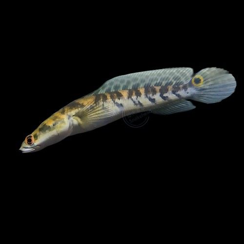 給我一些黑摩神雷龍魚的照片（關于黑摩神雷龍魚的一些小知識）
