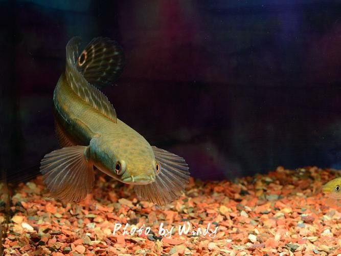 給我一些黑摩神雷龍魚的照片（關于黑摩神雷龍魚的一些小知識）