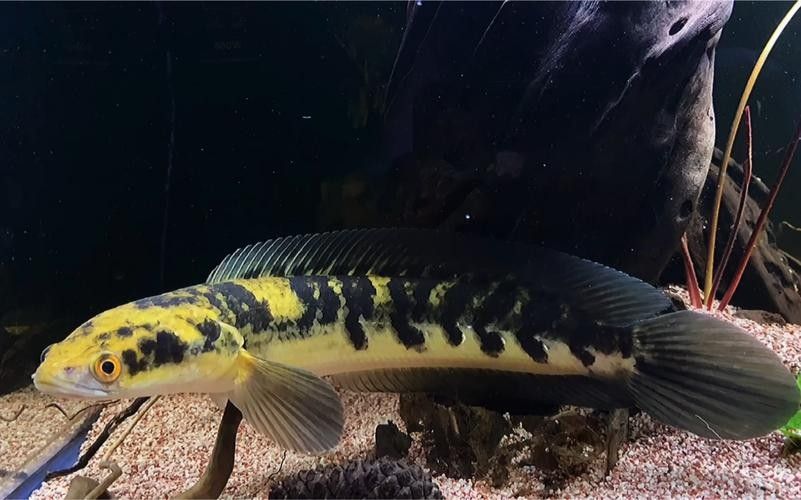 給我一些黑摩神雷龍魚的照片（關于黑摩神雷龍魚的一些小知識）