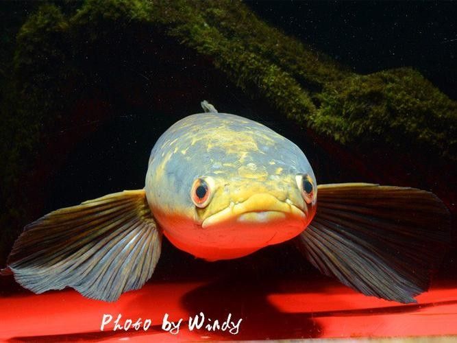 給我一些黑摩神雷龍魚的照片（關于黑摩神雷龍魚的一些小知識）
