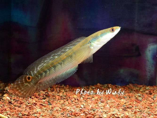 給我一些黑摩神雷龍魚的照片（關于黑摩神雷龍魚的一些小知識）