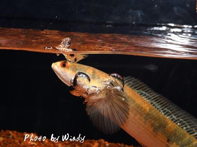 給我一些黑摩神雷龍魚的照片（關于黑摩神雷龍魚的一些小知識）