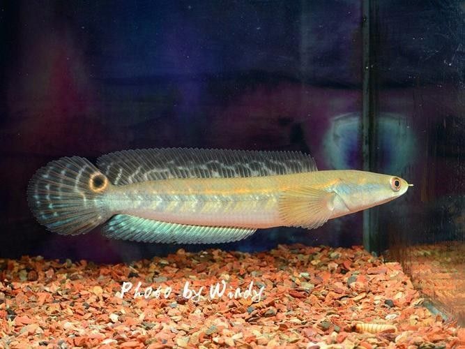 給我一些黑摩神雷龍魚的照片（關于黑摩神雷龍魚的一些小知識）
