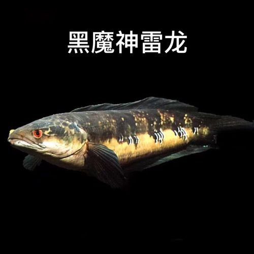 給我一些黑摩神雷龍魚的照片（關于黑摩神雷龍魚的一些小知識）