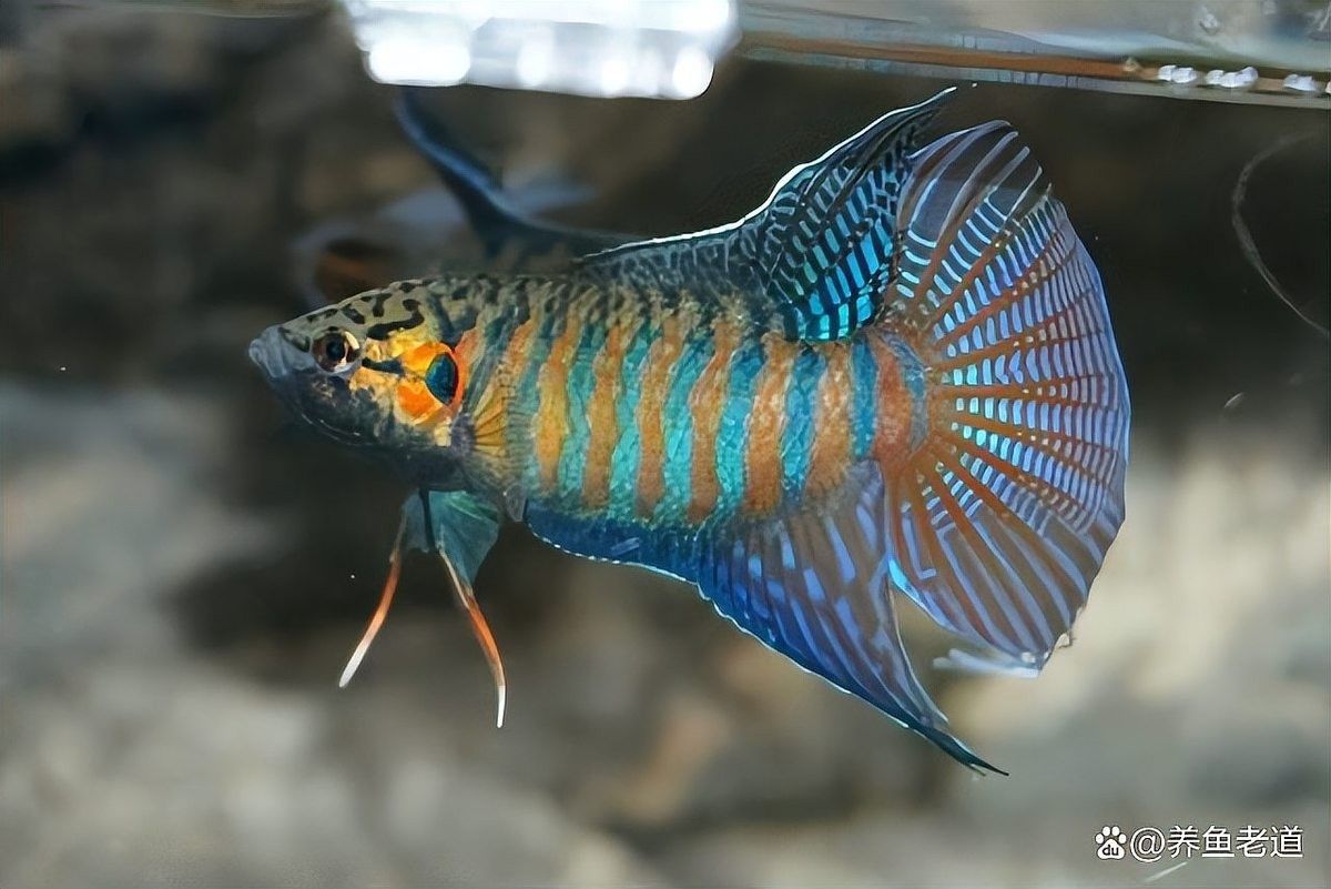 如何判斷青龍魚是否健康（如何判斷青龍魚是否健康？） 如何判斷青龍魚是否健康（如何判斷青龍魚是否健康？） 龍魚百科 第1張